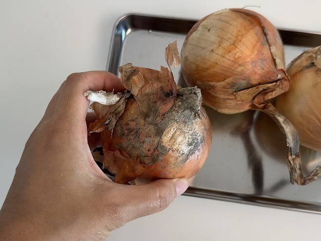 곰팡이 핀 양파를 들고 있는 손