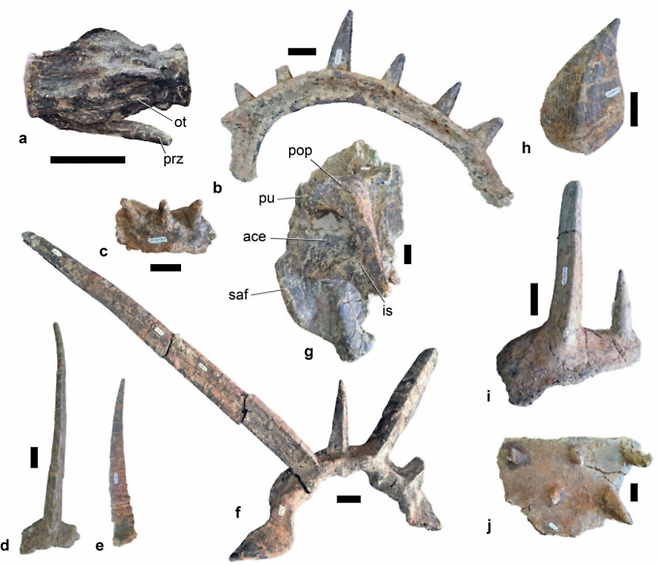 모로코 아틀라스산맥에서 발견된 1억6500만년전 안킬로사우루스 화석. 두개골 후부, 갈비뼈, 꼬리뼈 등에 가시가 솟아 있다. Maidment et al.(2025)/Nature 제공