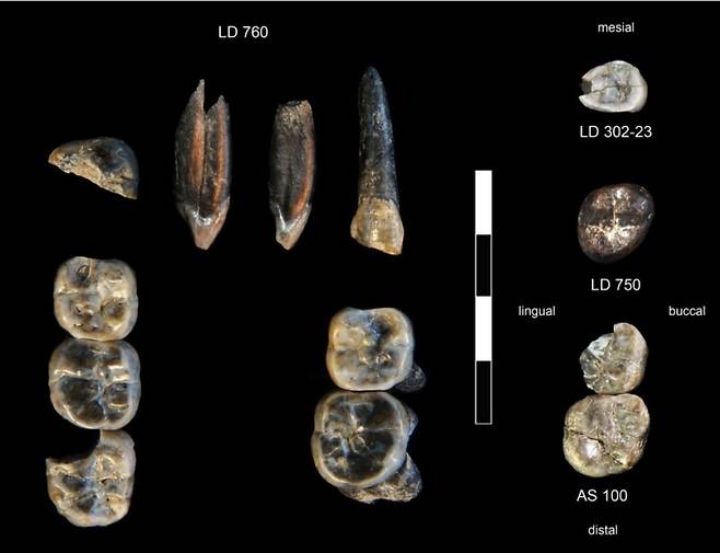 2015~2018년 에티오피아 레디-게라루 지역에서 수집된 13개의 화석 이빨. LD 750과 LD 760은 새로 발견된 오스트랄로피테쿠스의 종, LD 302와 AS 100은 이미 알려진 초기 호모속. 라스베이거스 네바다대 제공