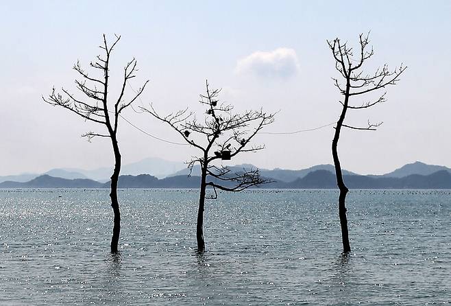 거금도 연소해변 앞 풍경. 바다에서 자라는 나무 풍경이 신비롭다. 박미향 기자