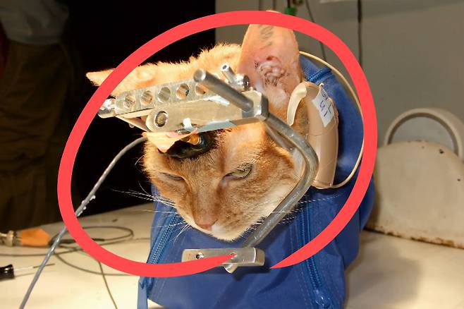 미국 한 대학교 뇌과학 관련 동물실험에 동원된 고양이.[PETA 홈페이지 갈무리]