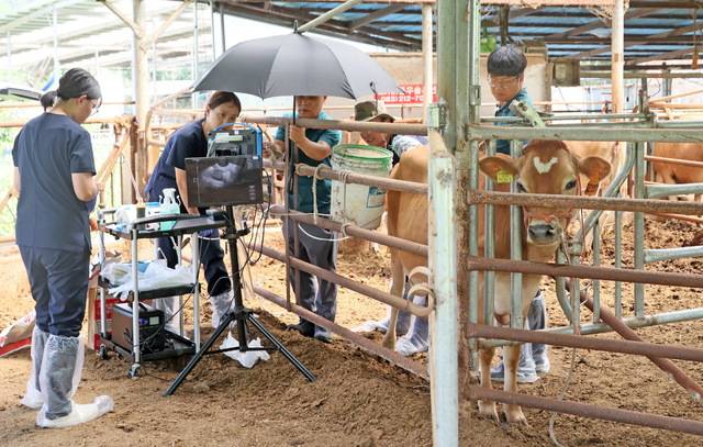 전북 임실 성수면의 저지종 젖소 전문 목장에서 OPU를 활용한 공란우 난자 채취가 본격 시작됐다.