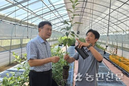 박연순 한국과수농협연합회 전무(왼쪽)와 천재안 중앙과수묘목관리센터 책임연구원이 사과 무병 포트묘목상태를 살펴보고 있다.