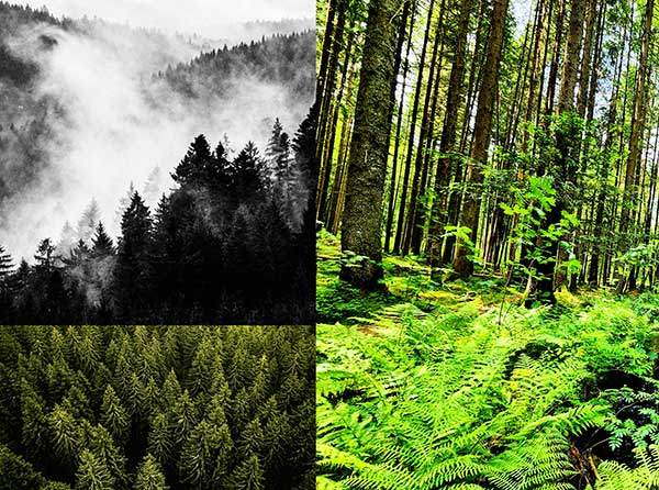 검은 숲의 밖과 안 햇빛이 들어오지 않을 정도로 울창해서 컴컴하다는 '검은 숲'. 주요 수종은 뾰족하게 30m 이상 자라는 가문비나무와 전나무. 150년 전에 심은 인공조림지로, 오른쪽 사진처럼 일부 벌채를 해서 다른 식물도 자라게 하는 '생태계 관리'를 하고 있다. 사진 터커, 라이델