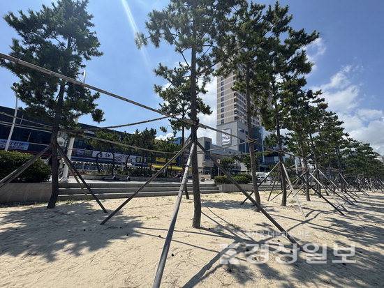 ▲ 28일 찾은 울산 동구 일산해수욕장. 나무마다 사방으로 뻗은 지지대가 얽혀 있고 바닥에는 떨어진 솔방울이 흩어져 있다.