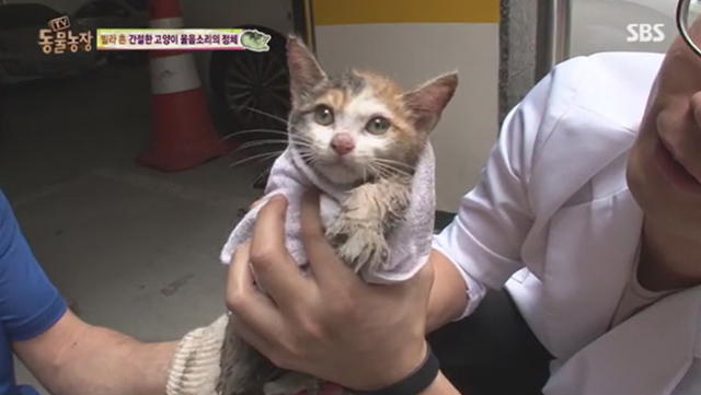 구조된 순정이는 아무것도 먹지 못해 탈수와 기력 저하 증세를 보이고 있었다. SBS TV동물농장 캡처