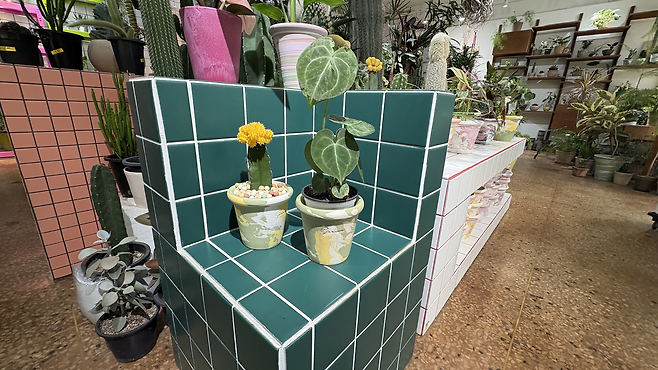 지난 28일 방문한 서울 마포구 망원동 식물가게에서 판매 중인 화분. 박연수 기자