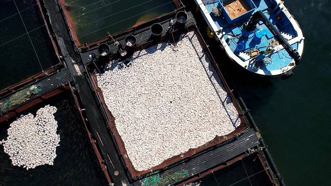 29일 경남 남해군 미조면 미조로 해상 가두리 양식장에서 어민이 적조로 집단 폐사한 참돔을 수거하고 있다.[연합]