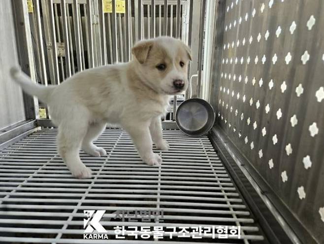 구조 당시 살구의 모습(동물보호관리시스템 갈무리) ⓒ 뉴스1