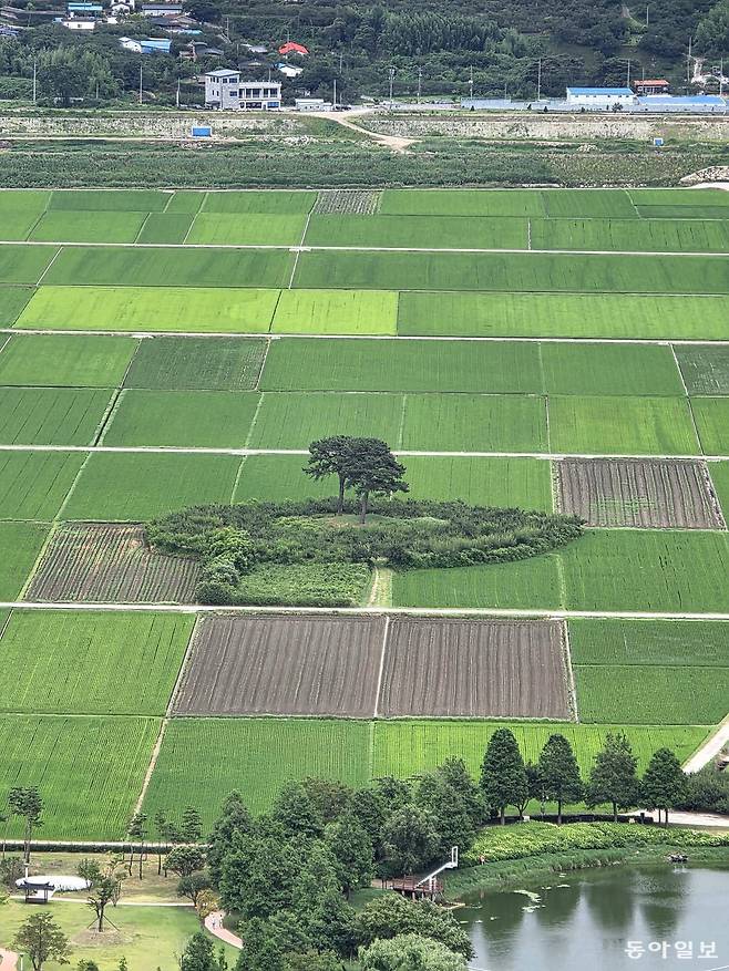 평사리 들판을 지키고 있는 부부 소나무.