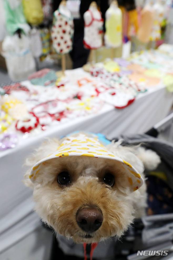 [서울=뉴시스] 백동현 기자 = 1일 오전 서울 서초구 aT센터에서 열린 '제31회 코리아펫쇼, 양재'에 주인과 함께 온 강아지가 애견 의류 매장 앞에서 모자를 쓰고 있다. 이번 박람회는 이날부터 3일까지 사흘간 열린다. 2022.04.01. livertrent@newsis.com