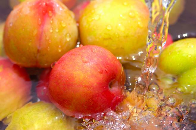 자두는 과육보다 껍질에 20배 많은 항산화 성분이 있으므로 깨끗하게 세척한 후 껍질까지 먹는 것이 좋다. 클립아트코리아 제공