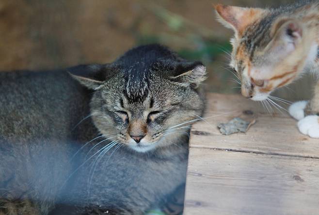 창고의 터줏대감 고양이 아톰은 갑자기 들이닥친 아기 고양이로 인한 스트레스 때문에 병원 신세를 져야 했다. ⓒ이용한 제공