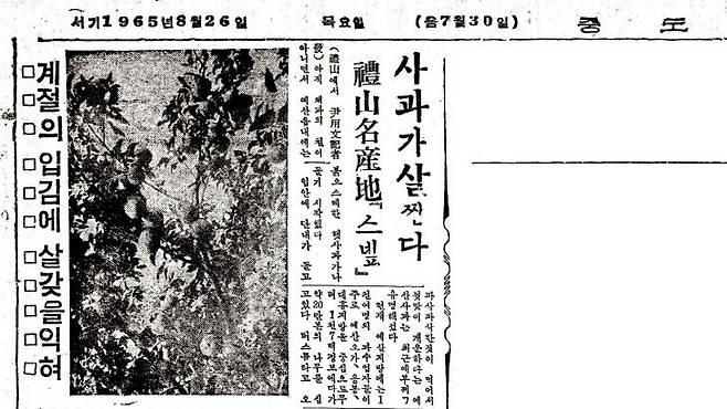 중도일보 1965년 8월 26일자 신문에 충남 예산에 사과나무 20만 그루를 식재해 예산이 사과 명산지가 되고 있다고 소개했다.