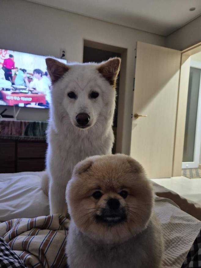 행복이와 A 씨의 첫째 반려견 뚠빵이(인스타그램 lucky._1004 제공) ⓒ 뉴스1