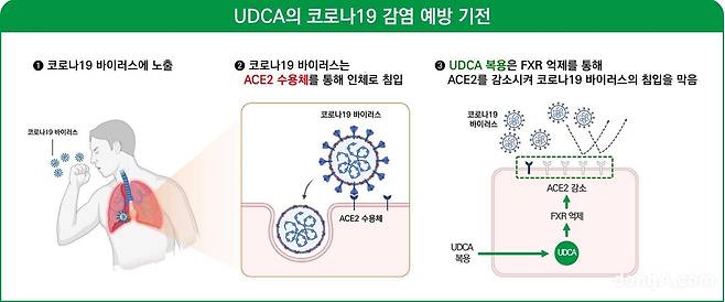 간장약 성분 우르소데옥시콜산(UDCA) 코로나19 예방 기전