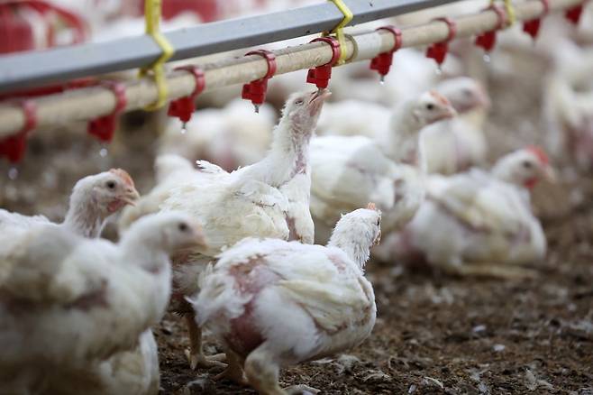 지난달 10일 전남 나주시 한 양계장에서 더위에 지친 닭이 물을 마시는 모습. 뉴스1