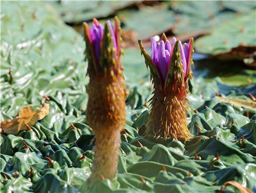 가시연. 연합뉴스