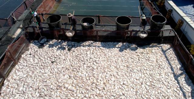 29일 경남 남해군 미조면 미조로 해상 가두리 양식장에서 어민이 적조로 집단 폐사한 참돔을 수거하고 있다. 사진 제공=독자·연합뉴스