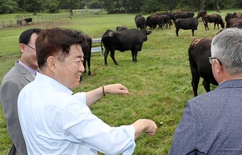 제주흑우 방목지 찾은 오영훈 도지사 [제주도 제공. 재판매 및 DB 금지]