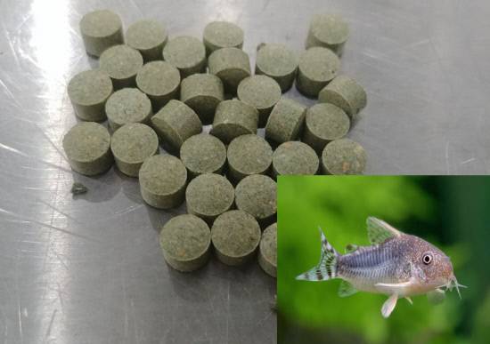 경남도농업기술원은 곤충 단백질인 갈색거저리 분말을 활용한 친환경 관상어 전용 사료를 개발했다.사진은 갈색거저리 활용 관상어 사료.사진=경남도농업기술원