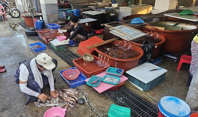 지난달 31일 울릉도 어선들이 잡은 오징어. 세 척의 어선이 출어했지만, 겨우 40~50마리를 잡는 데 그쳤다.