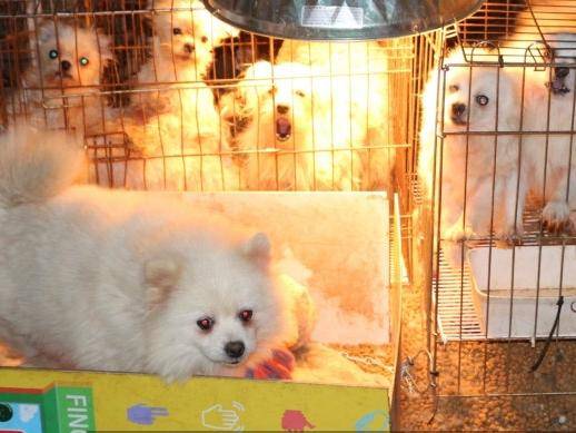 지난 2023년 충남 보령시에서 적발된 불법 번식장의 모습. 동물자유연대 제공