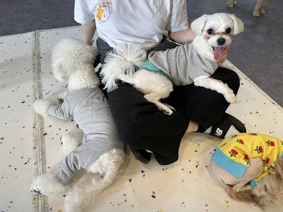 서울시 노원구 소재 '우리동네 펫위탁소' 지정업체 애견유치원에 있는 반려견의 모습. 사진 서울시