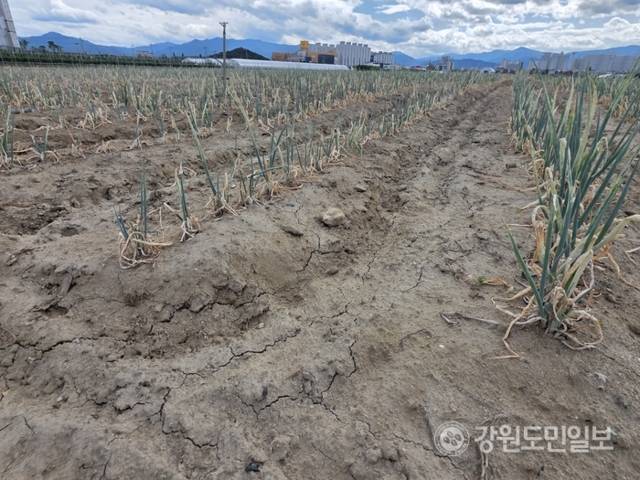 ▲ 역대급 가뭄에 농업용수 공급이 중단되는 등 강릉의 물 부족 사태가 심각한 가운데 1일 강릉시 송정동 한 대파밭에 심어진 파가 말라가고 있다. 특히 물 부족으로 땅도 갈라지는 등 농민들의 한숨이 깊다. 황선우 기자