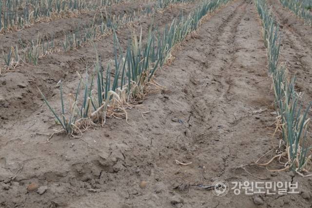 ▲ 역대급 가뭄에 농업용수 공급이 중단되는 등 강릉의 물 부족 사태가 심각한 가운데 1일 강릉시 송정동 한 대파밭에 심어진 파가 말라가고 있다. 특히 물 부족으로 땅도 갈라지는 등 농민들의 한숨이 깊다. 황선우 기자