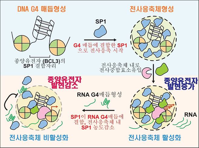 구아닌사중나선매듭에 의한 종양유전자 BCL3의 발현조절 기전. 1)DNA G4매듭 형성: 종양유전자 BCL3의 프로모터에 존재하는 전사인자(SP1) 결합자리에 DNA G4매듭구조가 형성됨. 2)전사응축체형성: DNA G4에 결합한 SP1이 여러 가지 전사인자를 끌고 와서 전사응축체가 형성됨. 3)전사응축체 활성화: 전사응축체 내로 전사중합효소가 들어와 전사응축체가 활성화되면 중양유전자의 발현이 증가하게 되어 BCL3의 mRNA가 많이 만들어짐. 4)전사응축체 비활성화: BCL3의 mRNA에 G4 매듭구조가 형성이 되어 SP1과 결합할 수 있게 되면 전사응축체 내에 있던 SP1을 응축체 밖으로 끌고 나와서 응축체 내의 SP1농도 감소와 응축체의 비활성화를 유도함. 이러한 결과로 종양유전자 발현이 감소하게 됨. 한국연구재단