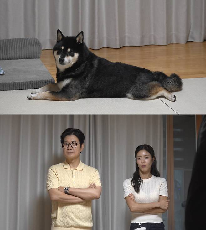 사진 제공=채널A ‘개와 늑대의 시간’