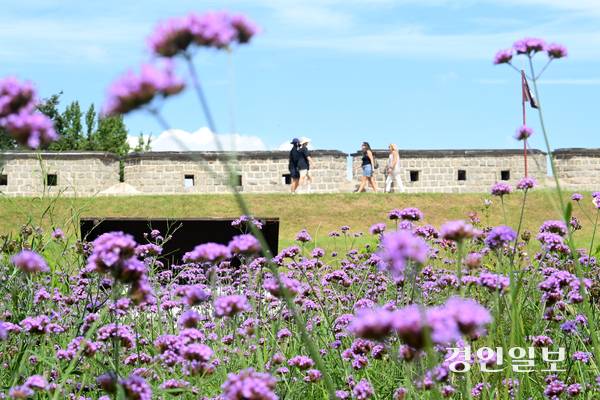 2일 오전 수원시 팔달구 수원화성에 위치한 북지터에 버베나 꽃이 활짝 피어있다. 2025.9.2 /최은성기자 ces7198@kyeongin.com
