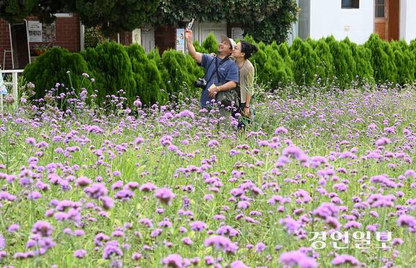 2일 오전 수원시 팔달구 수원화성에 위치한 북지터 버베나 꽃밭에서 시민들이 사진을 찍으며 즐거운 시간을 보내고 있다. 2025.9.2 /최은성기자 ces7198@kyeongin.com