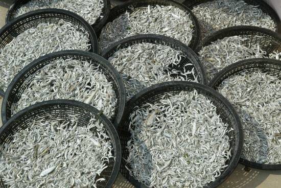 남해 죽방렴에서 잡은 건멸치.