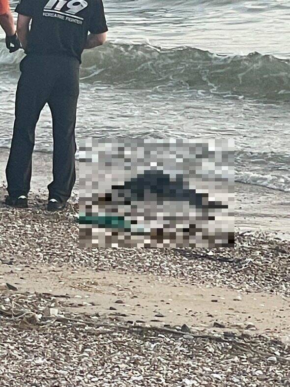 태안 꽃지해수욕장에서 발견된 사체. /뉴스1