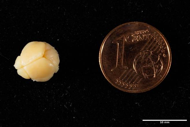 땃쥐의 뇌와 유로 1센트 동전 크기를 비교한 사진. Max Planck Institute of Animal Behavior 제공