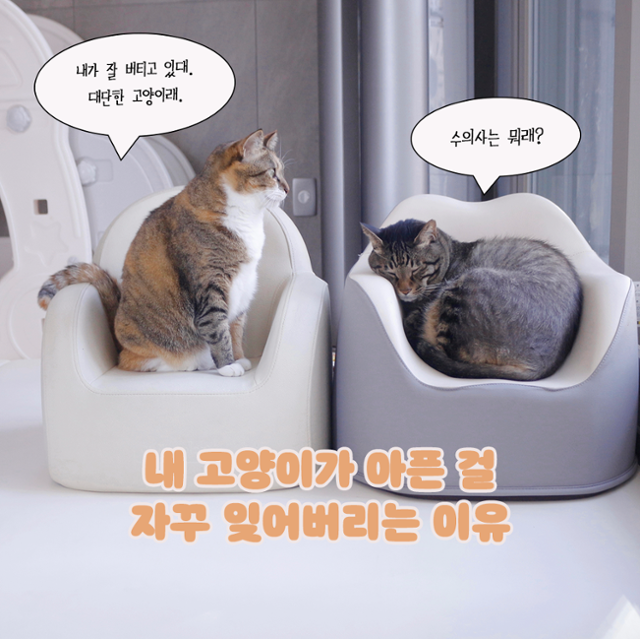 내 고양이에게 전해주고 싶은 마음 속 이야기들