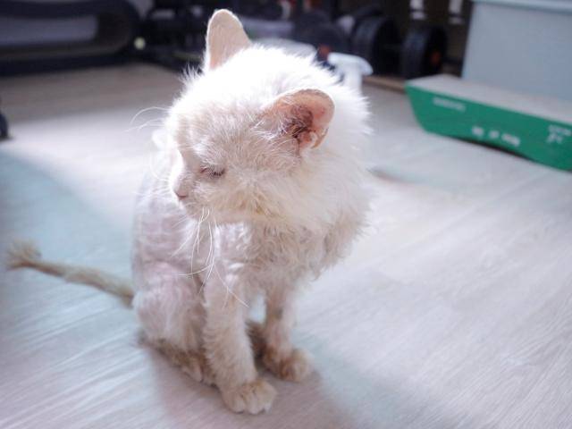 임시보호 중인 하숙생, 퐁이!