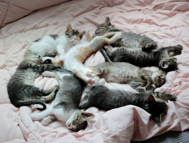 도도가 낳은 8마리 새끼 고양이들입니다.