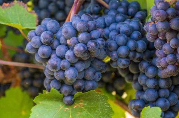 포도에는 함유된 과당이 비교적 낮다. 사진은 포도. [사진=픽사베이]