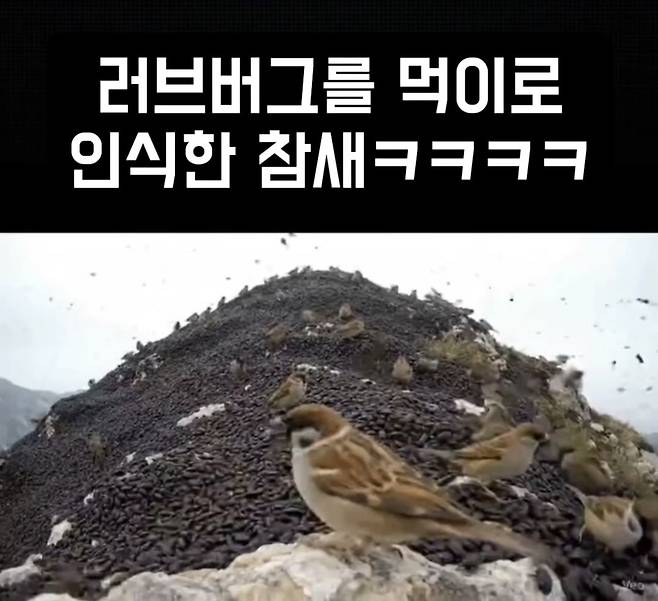 참새가 산 정상을 뒤덮은 러브버그를 포식하는 AI 영상의 한 장면. 인스타그램 갈무리