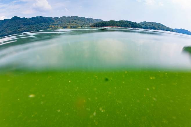 지난달 2일 녹조 현상이 나타난 충북 청주시 대청호 모습. /사진=뉴시스(환경부 제공).