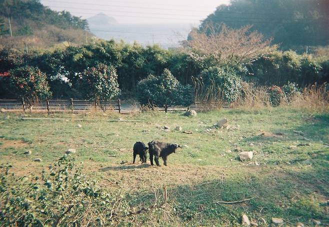 '고군산섬잇길 사진전' 출품작 '들판위흑염소'(사진=군산시 제공) *재판매 및 DB 금지
