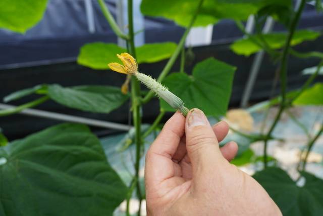 충남 천안시 병천면에서 2579㎡(약 780평) 규모로 오이를 재배하는 이우창씨(66) 시설하우스에서 고온장해로 성장하지 못한 오이를 쉽게 발견할 수 있었다.