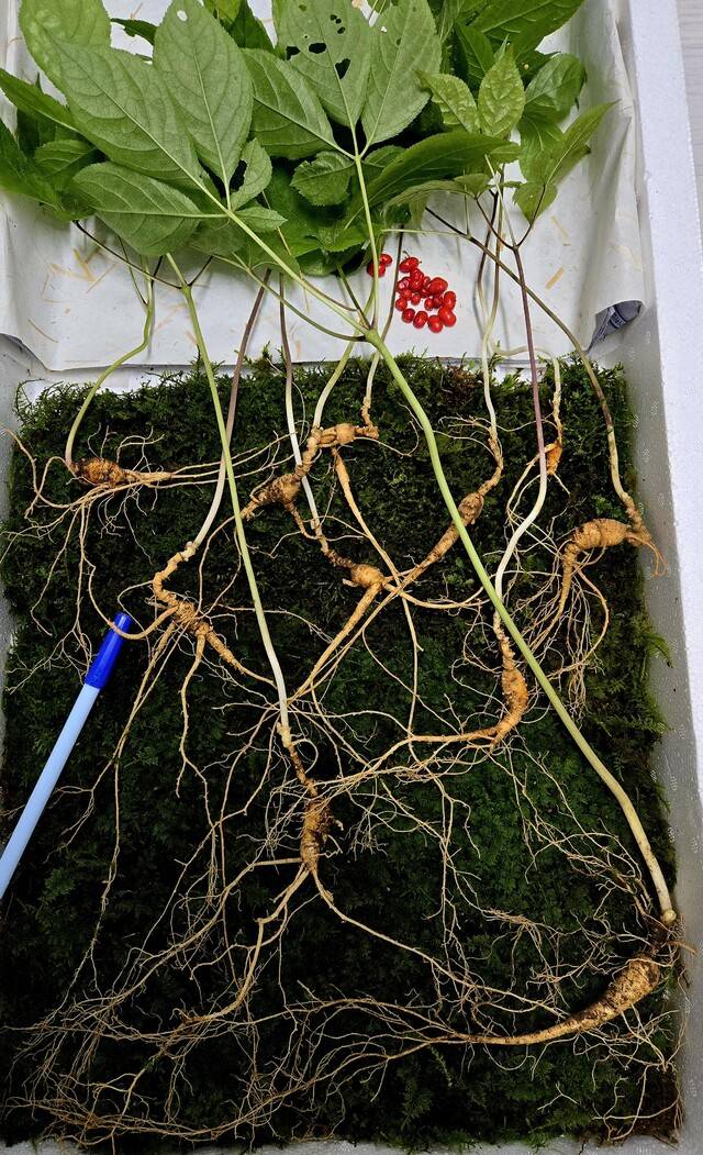 지리산에서 발견된 천종산삼. 연합뉴스
