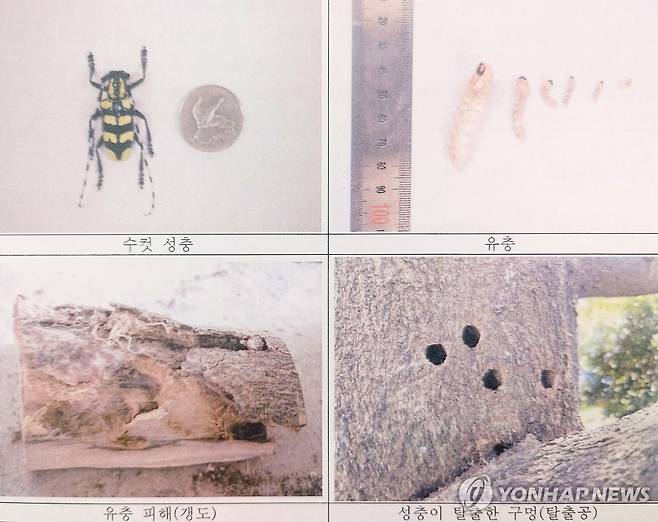노랑알락하늘소 성충·유충과 팽나무 피해 [국립산림과학원 난대·아열대산림연구소 제공. 재판매 및 DB 금지]
