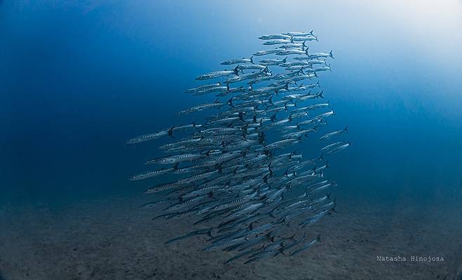 물고기 떼 영양분이 풍부하고 차가운 심해수가 솟아 올라오는 용승 현상은 어업 생산성을 높이고 열 스트레스로부터 산호초를 보호하는 데 도움이 된다. [Natasha Hinojosa 제공. 재판매 및 DB 금지]