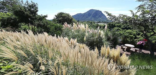결국 가을은 온다…억새꽃 '활짝' (서귀포=연합뉴스) 지난달 28일 오전 제주 서귀포시 안덕면 덕수리 카페 마노르블랑 정원에 억새꽃이 피어 방문객 눈길을 끌고 있다. [연합뉴스 자료사진]
