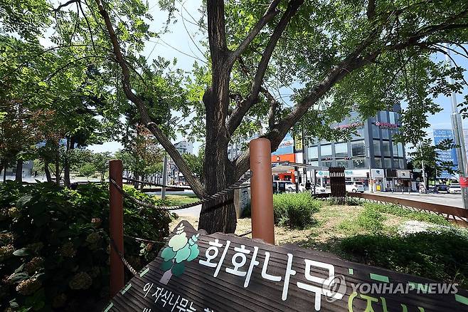 5·18 역사 간직한 회화나무 후계목 [연합뉴스 자료사진]